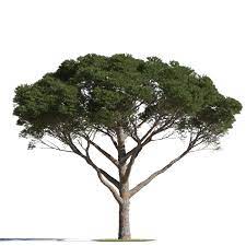 گونه Pinus pinea. L