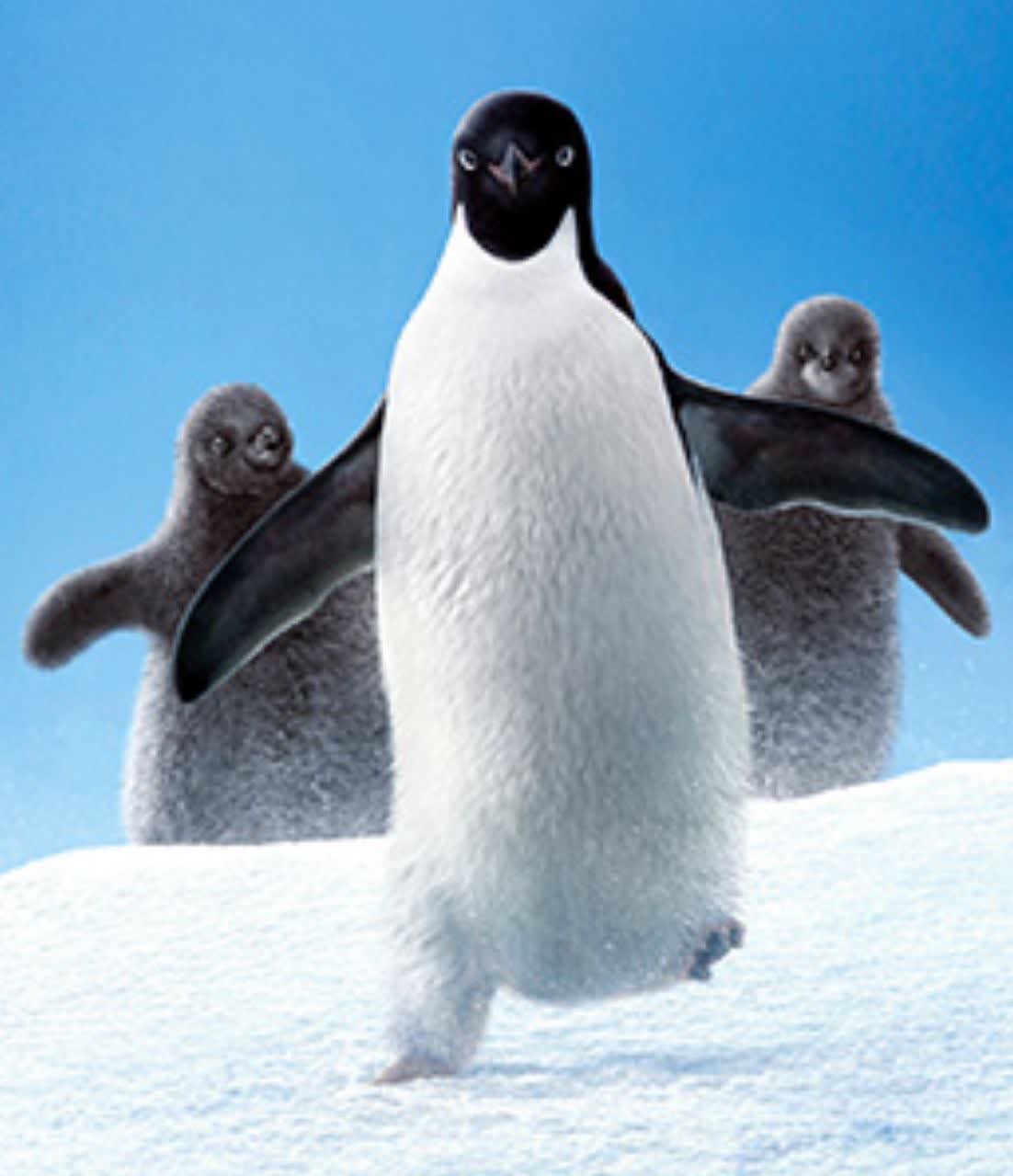 جاسوسی از زندگی پنگوئن ها